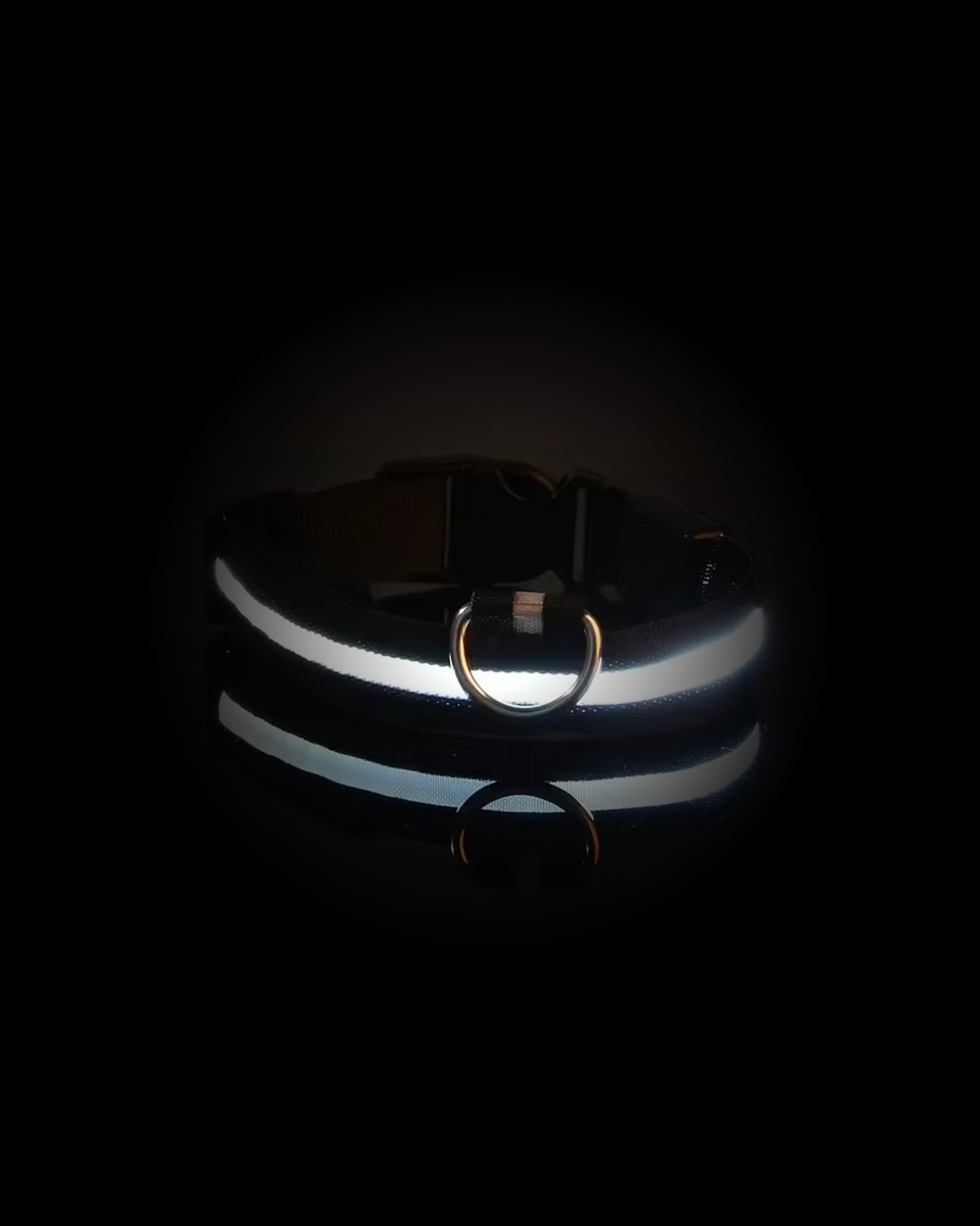 Collier Lumineux Pour Chien